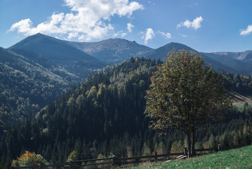 The mountains on a sunny day with clouds and coniferous forest. Landscape