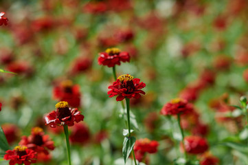 zinnia red flowers in garden