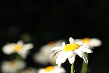 Obraz premium white flower