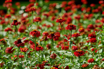 red flowers of zinnia on a background