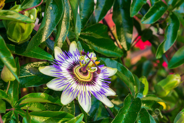 Closeup gorgeous passion flower Passiflora caerulea background
