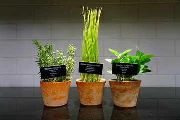 Culinary herbs in terracotta pots