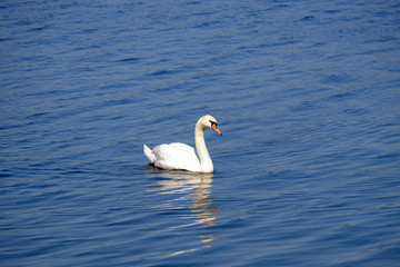 Fototapeta premium Beautiful white swan on the lake.