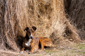 Perro de raza galgo acostado contra un rollo de paja. El galgo ​es una raza canina autóctona de España perteneciente al grupo de los lebreles de pelo corto.​ 