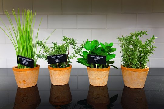 Culinary herbs in terracotta pots
