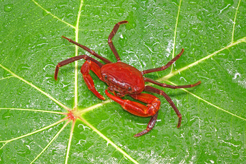 Red land crab (Phricotelphusa limula)(Male), It’s also known as waterfalls crab. One of world most beautiful fresh water crabs, It’s native only in Phuket island, Thailand. Very rare
