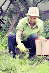 Portrait of elderly woman weeds in the beds in her garden.