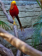 View of a Golden Pheasant multicolored bird (Chrysolophus Pictus)