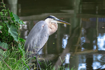 great blue heron