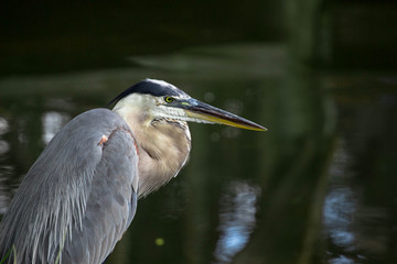 great blue heron