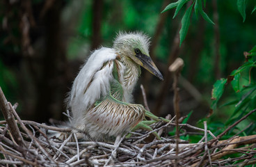 Baby Snowy Egret / Bird Still in Nest
