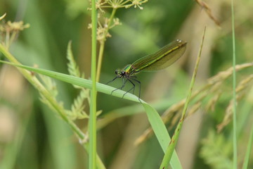 dragonfly on leaf