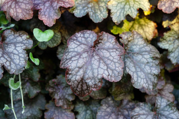 Purple and green leaves of the heuchera coral bells plant