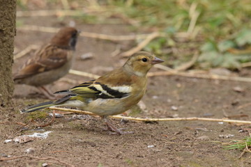 bird eating