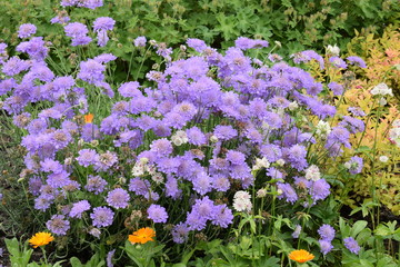 Obraz premium purple flowers in the garden