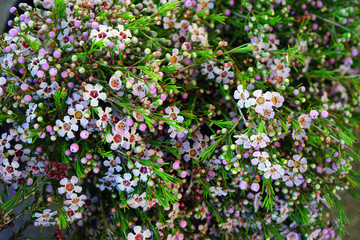 Obraz na płótnie Canvas Pink waxflowers (Chamelaucium) in Australia