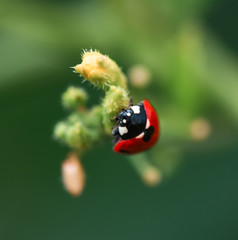 Beautiful ladibird / ladybug.