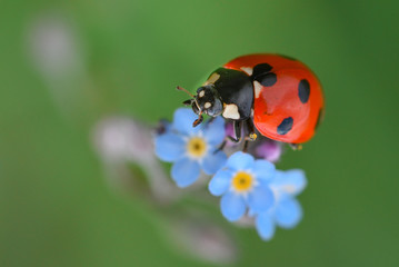 Fototapeta premium Beautiful ladibird / ladybug.