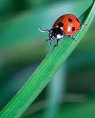 Beautiful ladibird / ladybug.