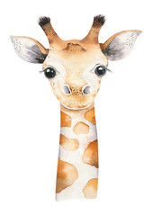 A poster with a baby giraffe. Watercolor cartoon giraffetropical animal illustration. Jungle exotic summer print. © kris_art