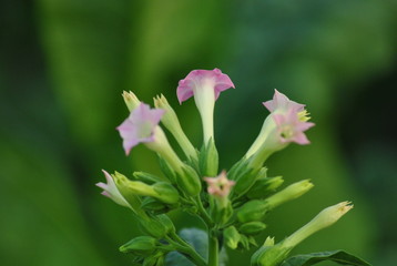 close up purple flower with white stalks