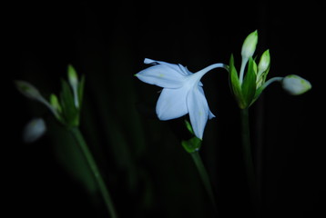 appearance of white flowers at night