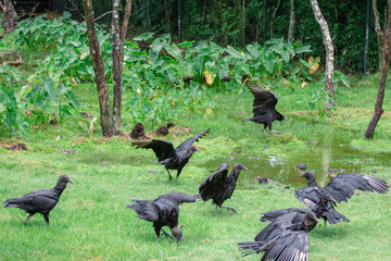 Black Vultures 