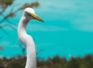 egret on beach