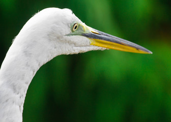 White Egret / Bird with a Green Natural Background 