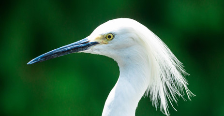Portrait of a Bird / Egret Green Backgroud