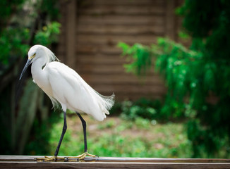Egret 