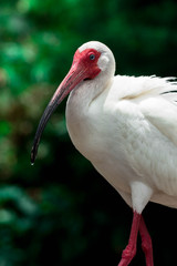 White Ibis  Florida Bird 