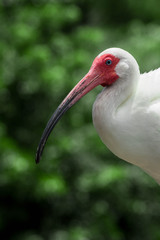 Fototapeta premium White Ibis Florida Bird 