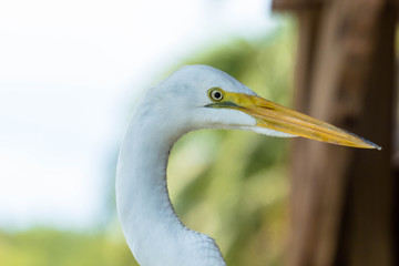 White Egret Portrait 