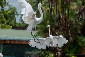 Egrets in Flight / Florida Birds