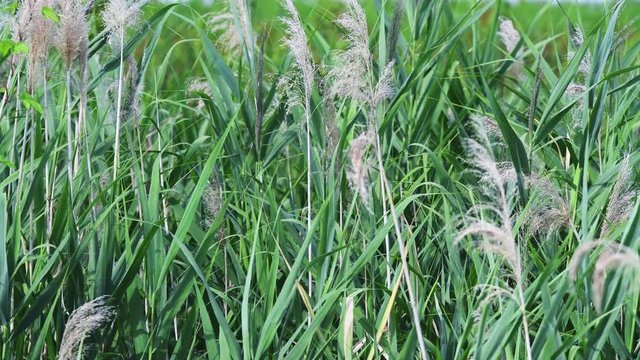 Schilf im Wind