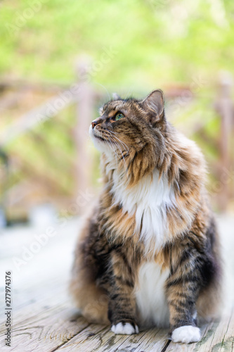 Closeup Of One Maine Coon Calico Long Hair Cat Pet Sitting With