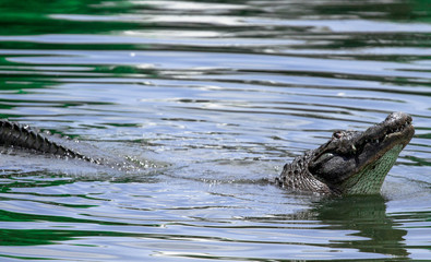 Alligator Showing Off and Bellowing 