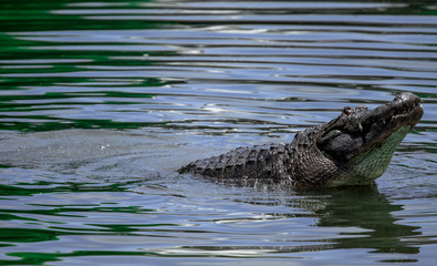 Alligator Showing Off and Bellowing 