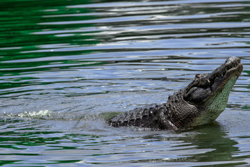 Alligator Showing Off and Bellowing 