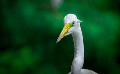 Great White Egret with a Green Natural Background