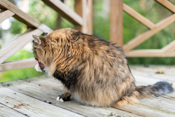 Closeup of one calico maine coon cat sitting outside on house wooden deck by fence with garden...