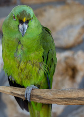 Green Amazon Parrot / Bird 