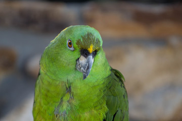 Green Amazon Parrot / Bird 