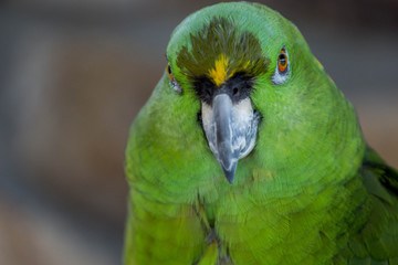 Green Amazon Parrot / Bird 