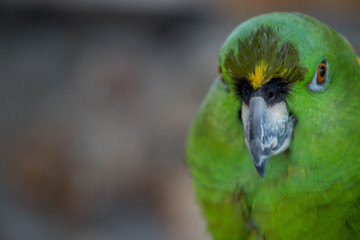 Green Amazon Parrot / Bird 