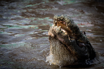 Alligator Eating Meat 