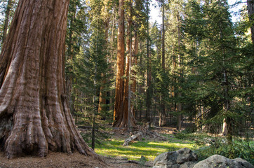 Trees in Sequoia National Park, California, USA