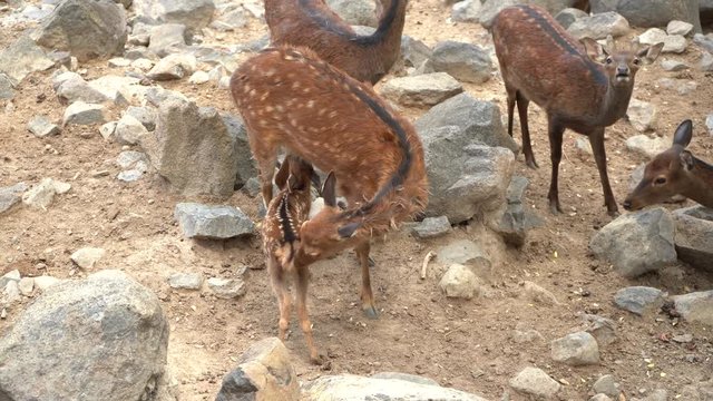 La madre del venado est&aacute; amamantado a su cr&iacute;a.