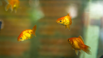 Goldfish swimming in the aquarium